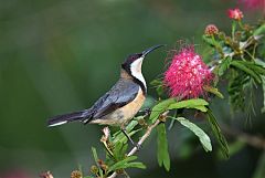 Eastern Spinebill